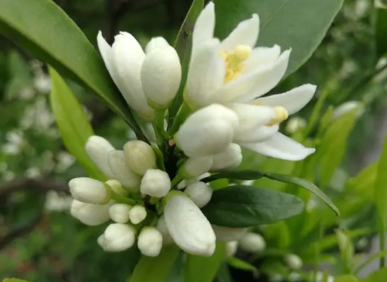 金桔开花怎么授粉