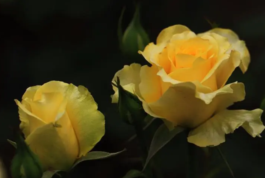 月季花怎么种才能活