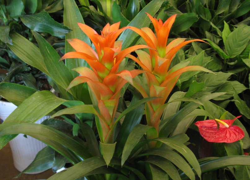 凤梨花什么时候开花