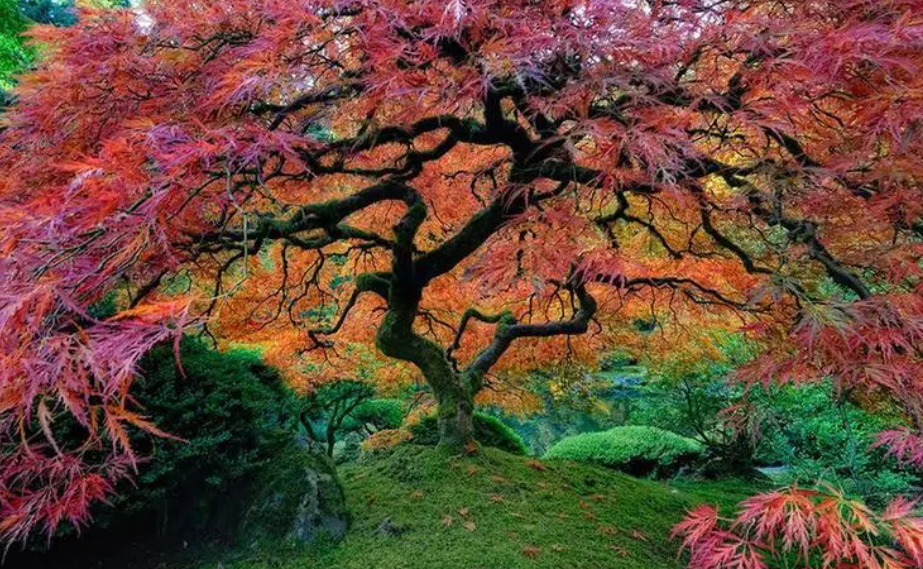 院里不能栽什么树