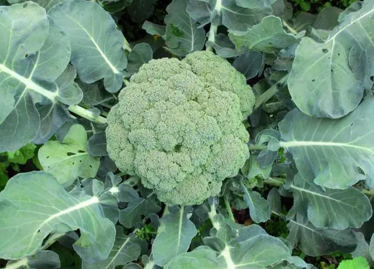 北方西兰花什么时候种最合适