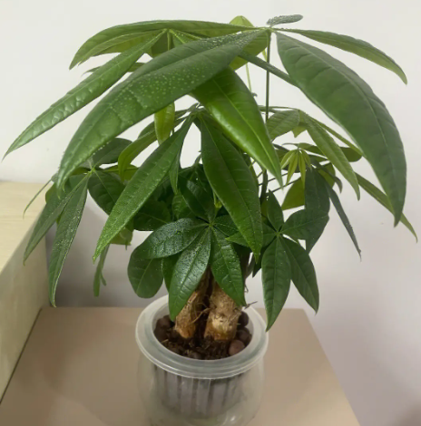 发财树什么时候修剪怎么修剪