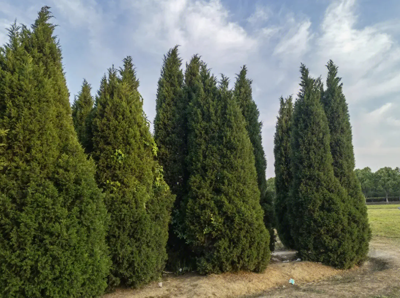 柏树生长环境生长特点