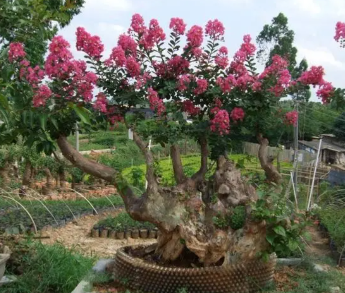 紫薇树盆景的养殖方法