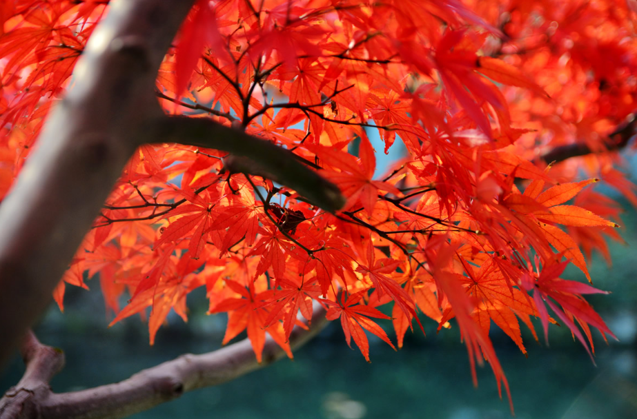 住宅后面种什么树风水更好