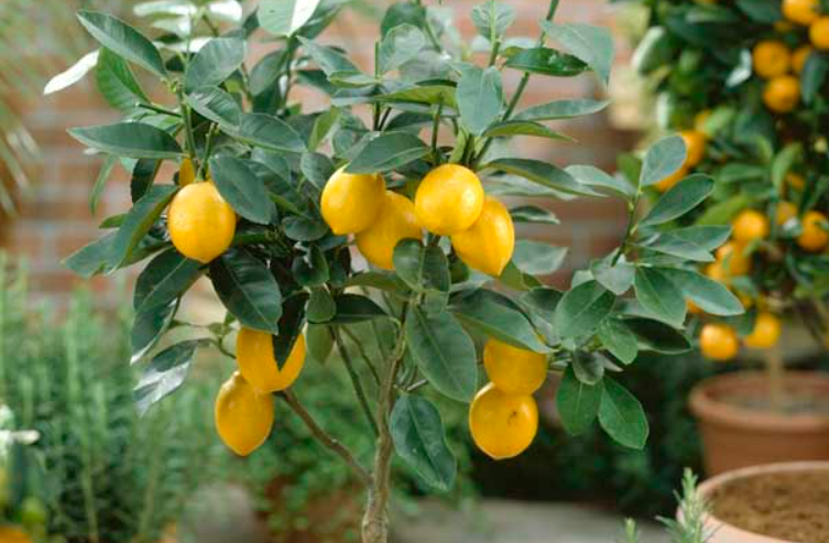 柠檬树掉叶就剩树干了