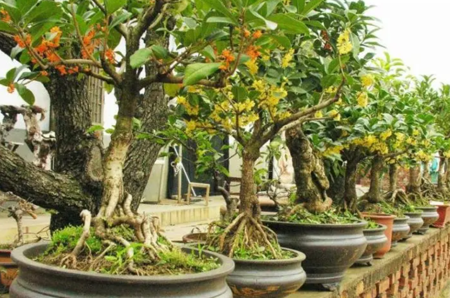 桂花盆栽怎么养才长得好