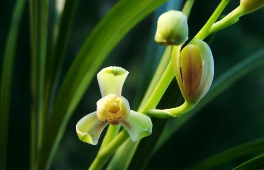 建兰兰花催花技巧