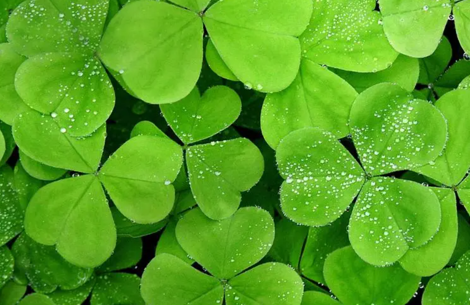 家里有什么树出贵人