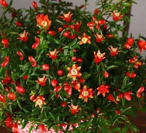 盆栽石榴花什么时候剪枝