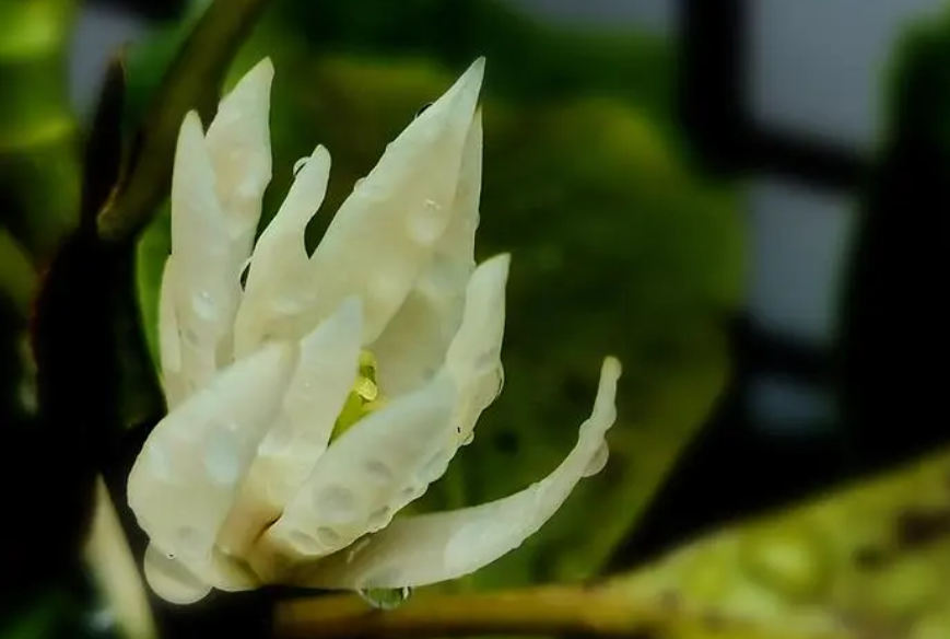 白兰花什么时候换盆最合适