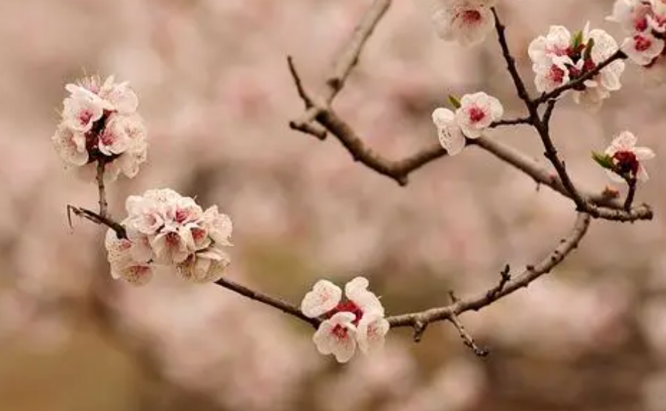 杏花花期一般在几月份