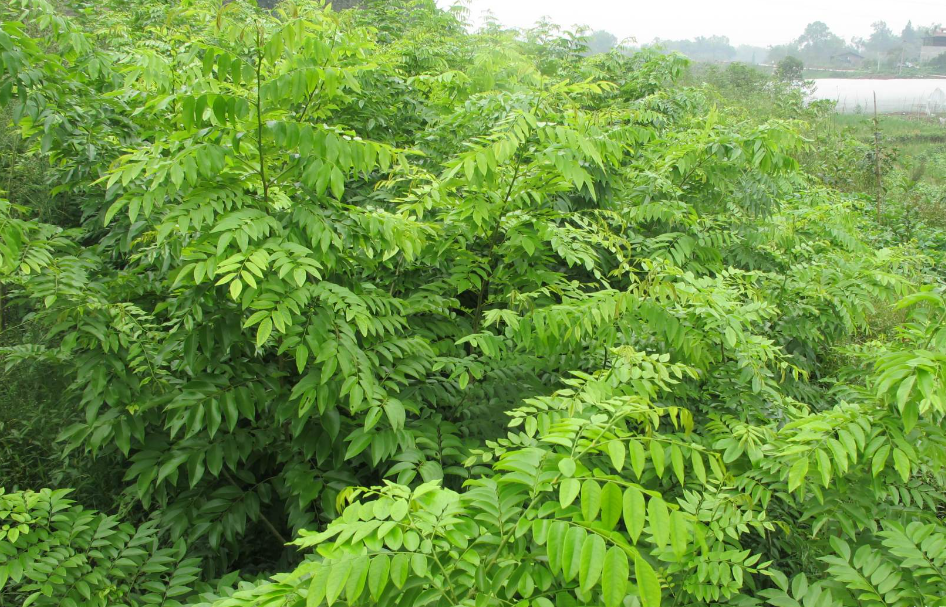 黄花梨适合什么土壤