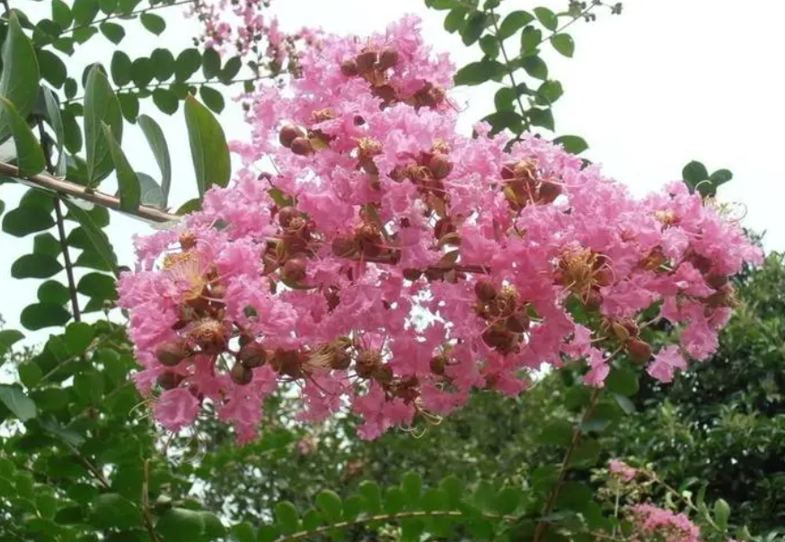 紫薇树施肥的最佳时间