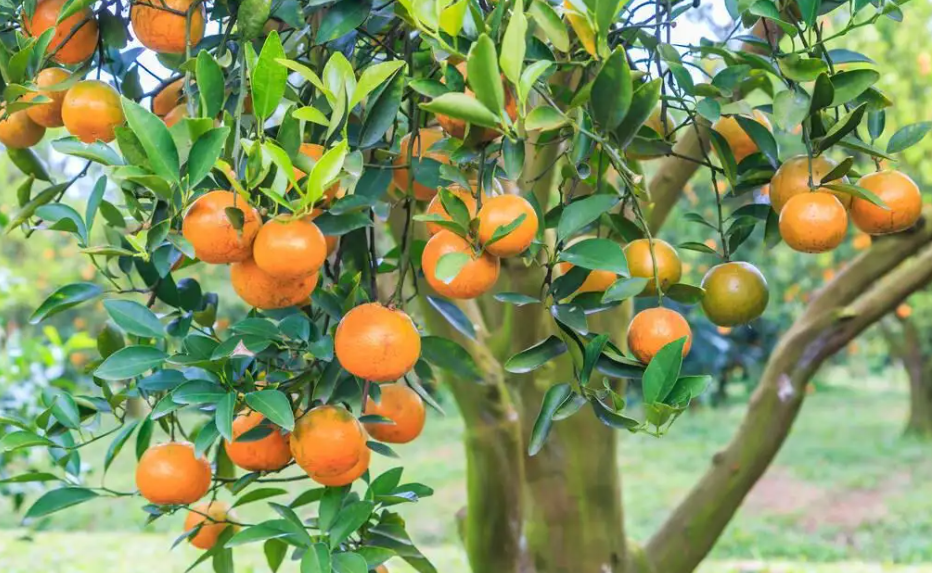 桔子树一年发几次芽