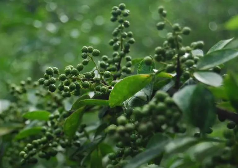 花椒几年才能结果