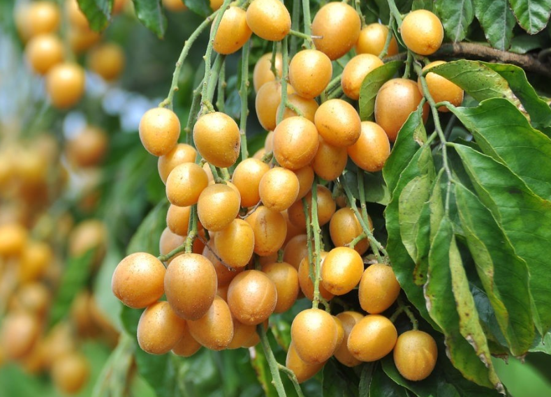 黄皮树什么时候修剪最好