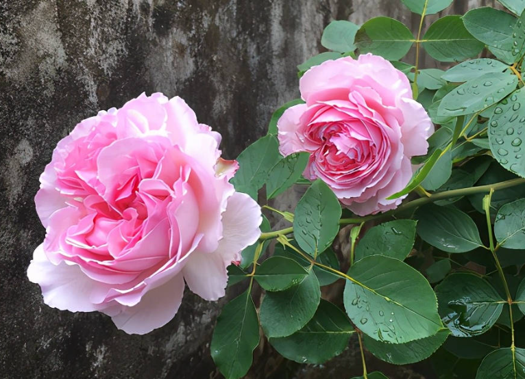 伊芙新娘月季花优缺点