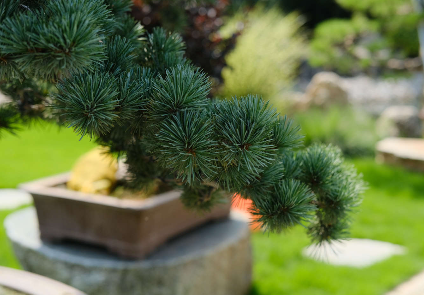 在庭院里面种松树