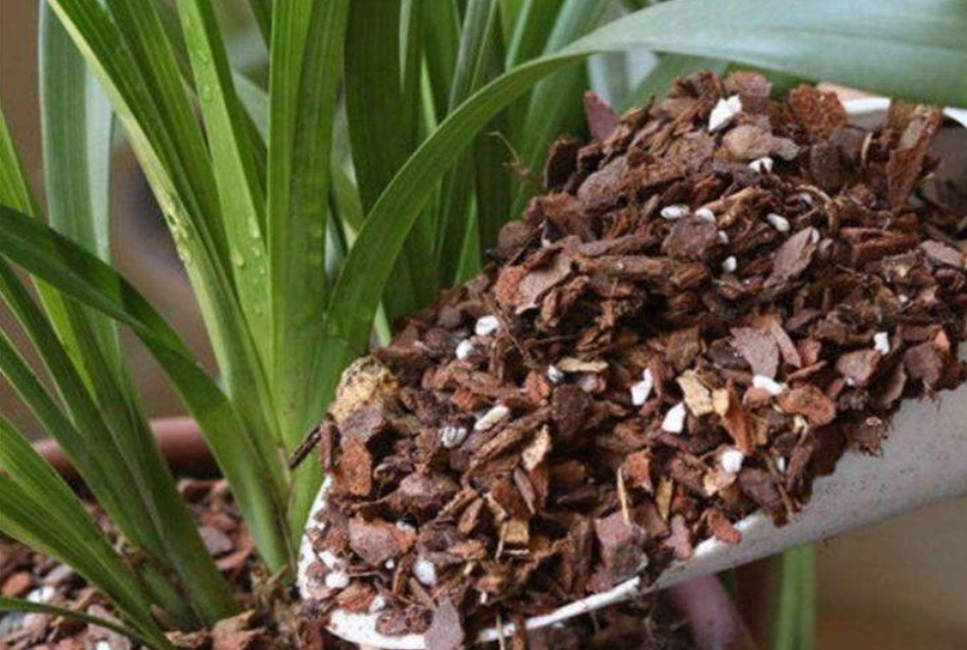 杉木种兰花用发酵吗