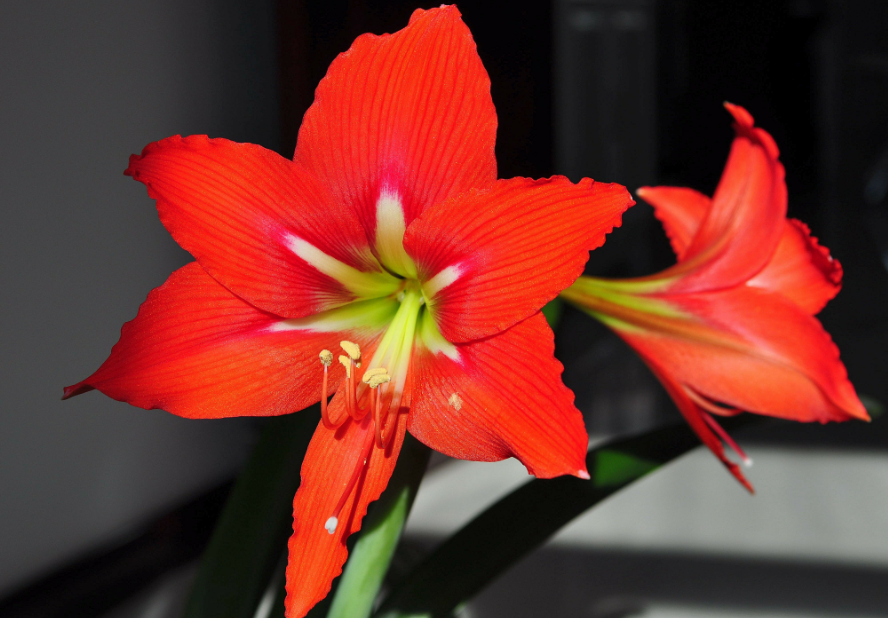 对红不开花是什么原因