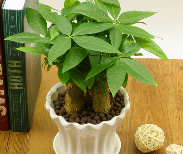 家庭发财盆栽花卉