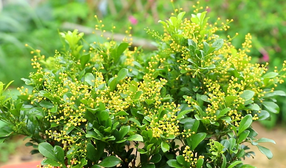 米兰开花需要施什么肥