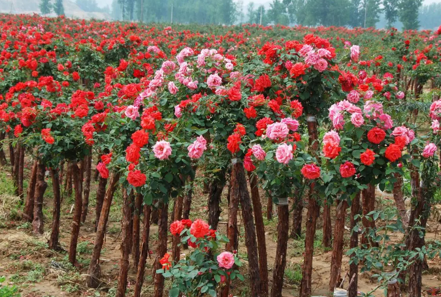 树状月季砧木的选择