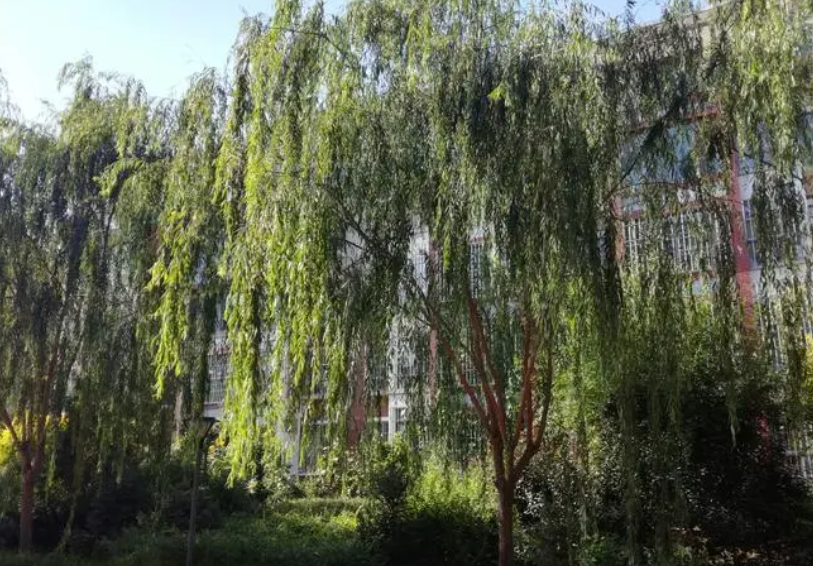 家门口有柳树怎么处理