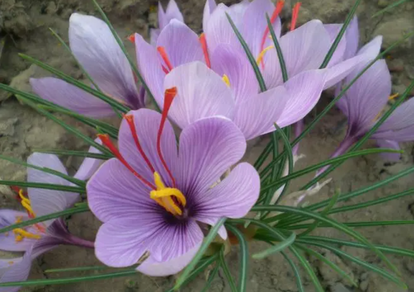 怎样种植藏红花为好