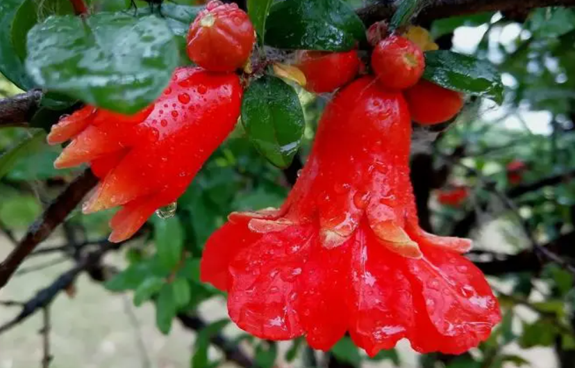 小石榴花怎么养护