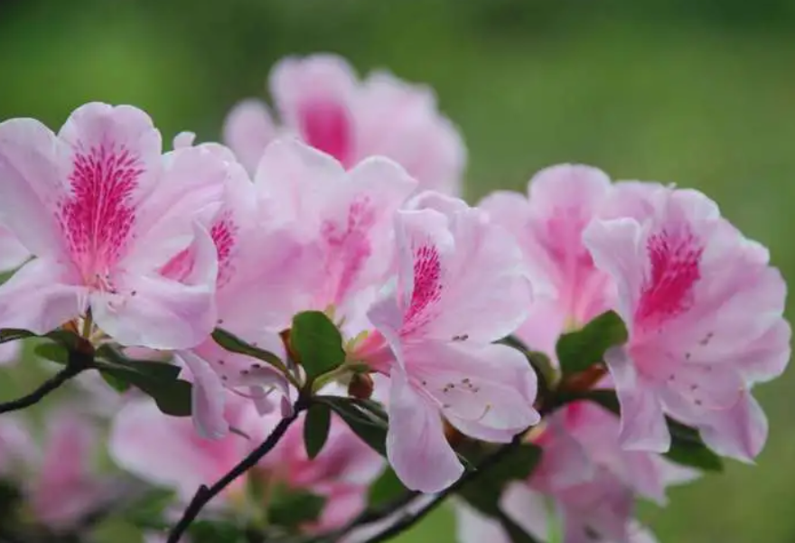 杜鹃花换盆后花焉了怎么办