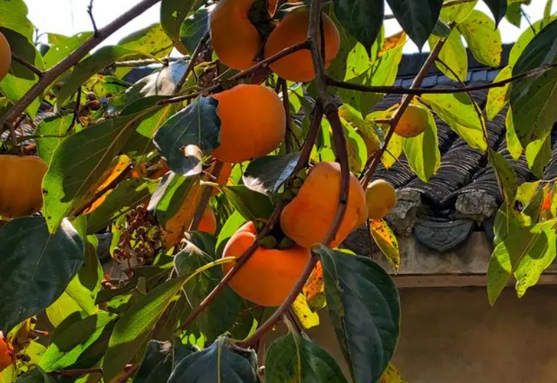 柿子树的种植与管理