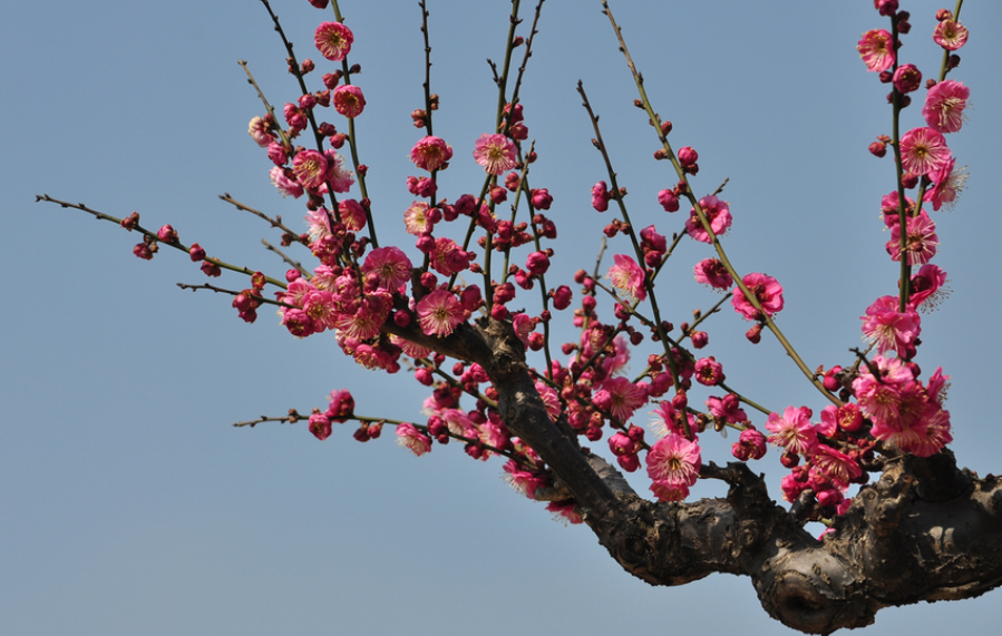 梅花落花后多久出芽