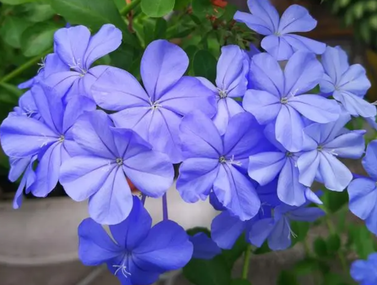 蓝雪花扦插时间和方法