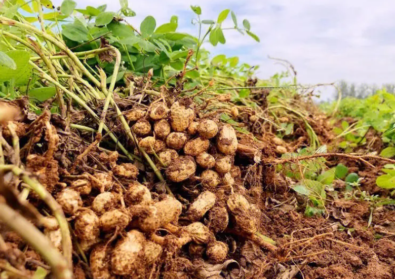 花生属于茎类还是根类