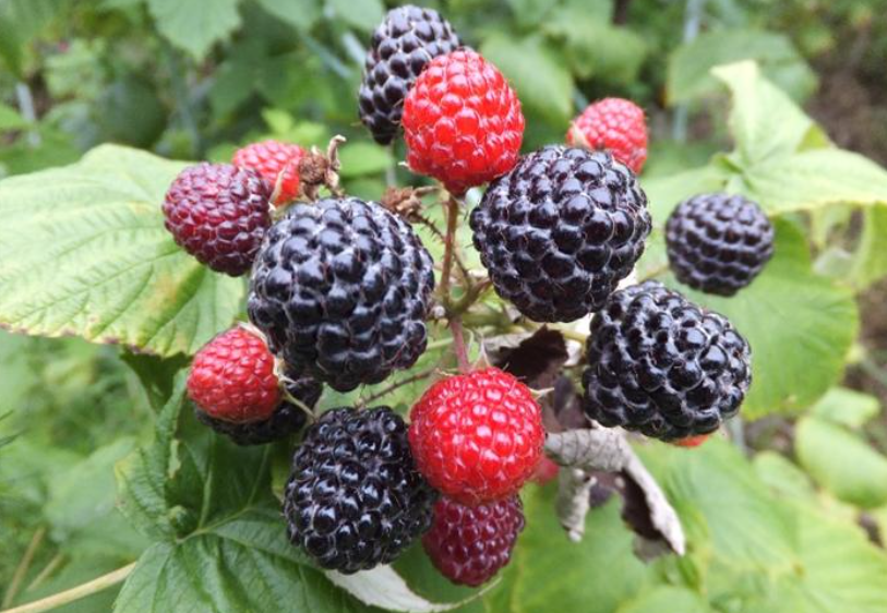 黑树莓扦插可不可以成活