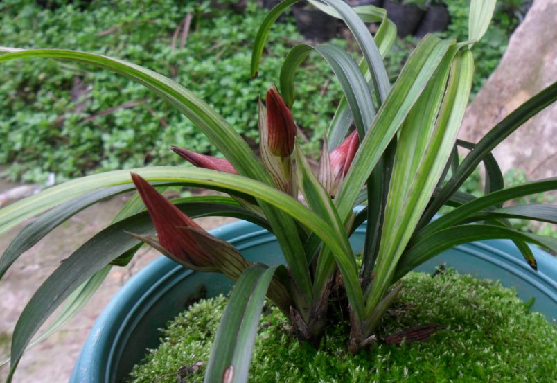 兰花喷什么叶面肥最好