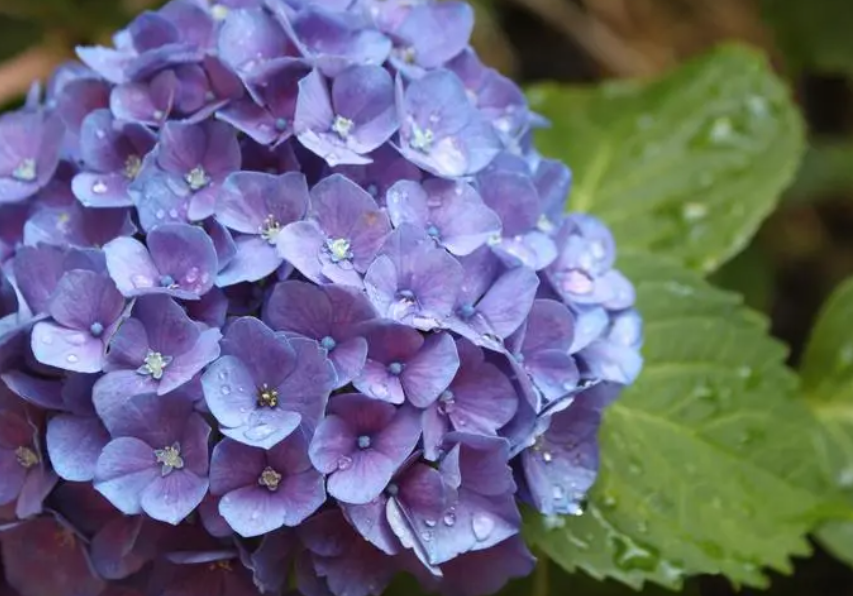 绣球花什么时候浇水