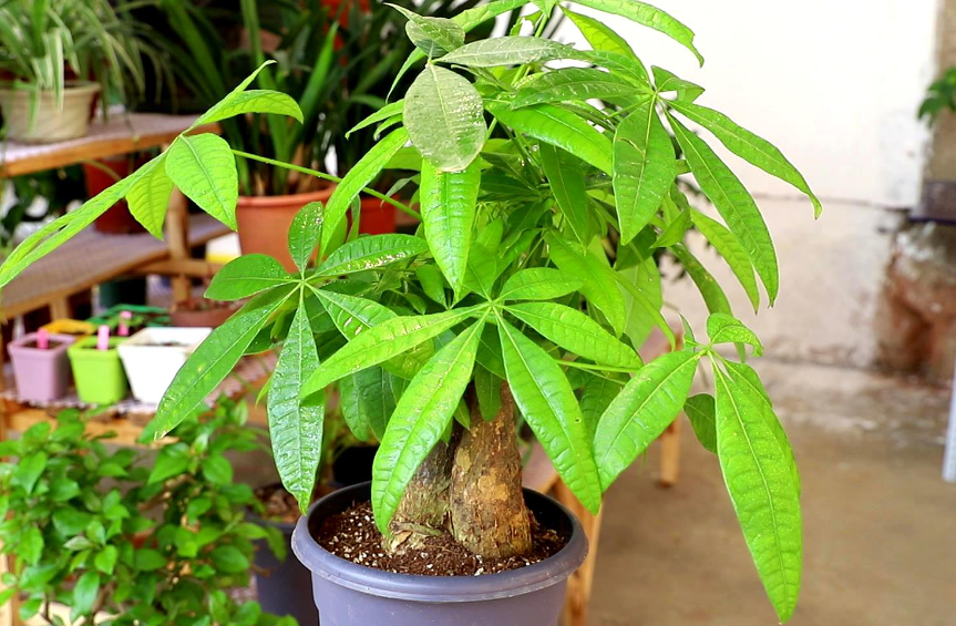 发财树为什么烂根了