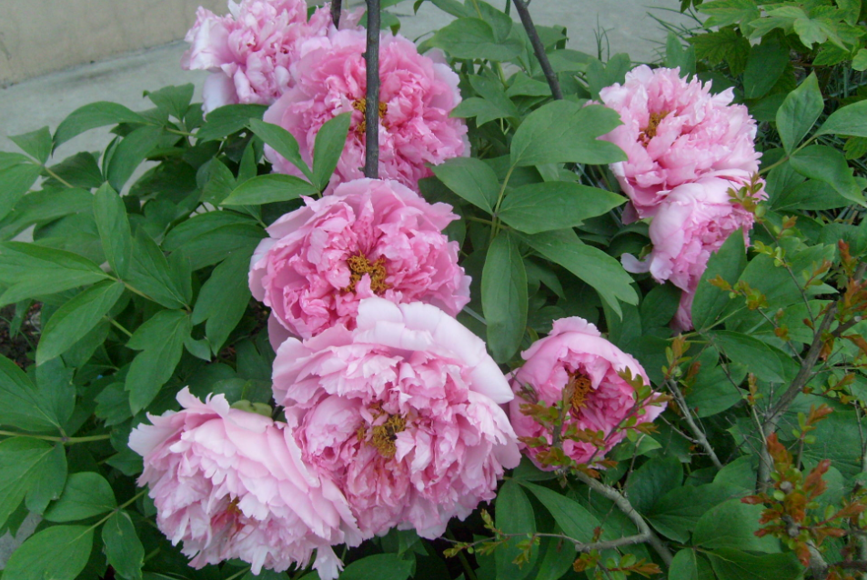 牡丹花为啥花开了就掉了