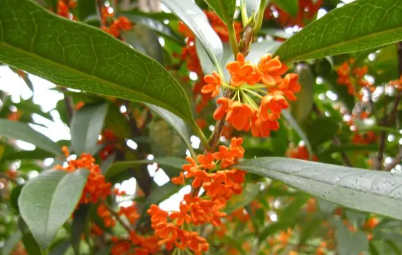 桂花树不见阳光可以吗