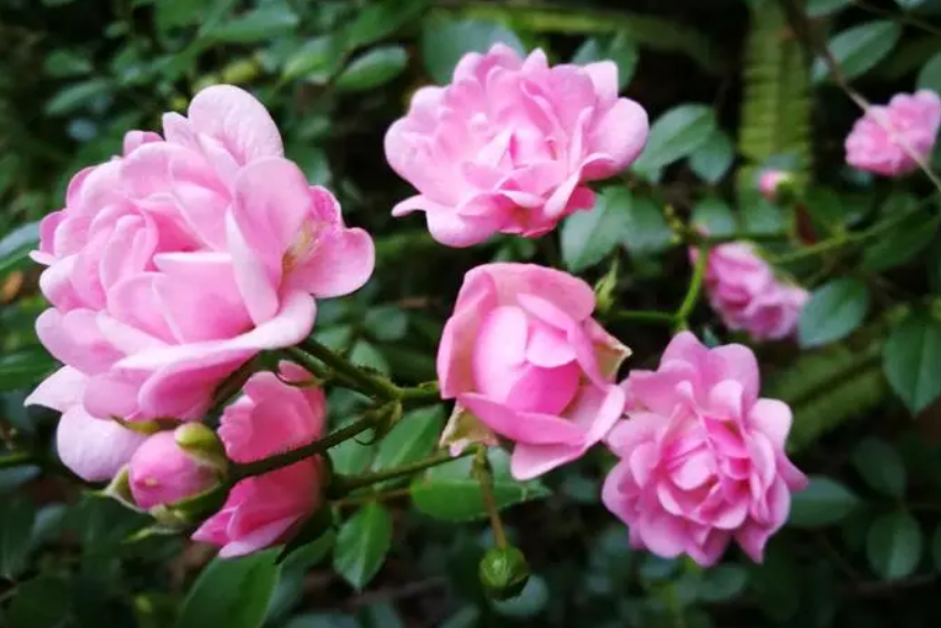 蔷薇种了三年不开花