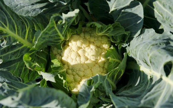 夏季高温菜花种植技术