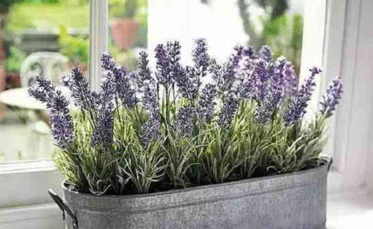 长花盆适合养什么好花