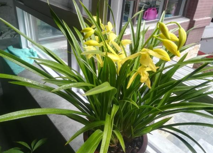 兰花土里能放鸡蛋壳吗