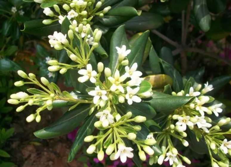 白散花种植使什么肥料好一点