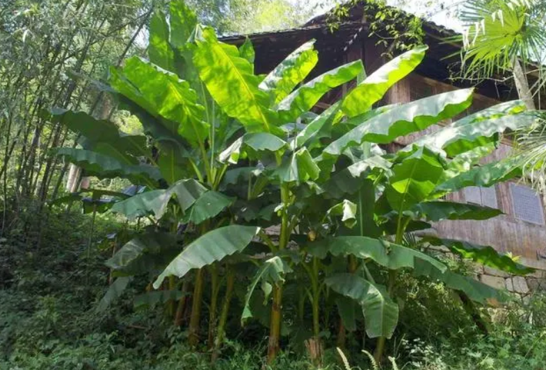 芭蕉什么时候开花