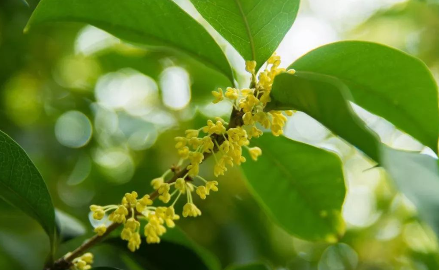 桂花枝能用水养活吗