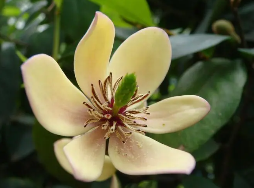 含笑花一年开花几次